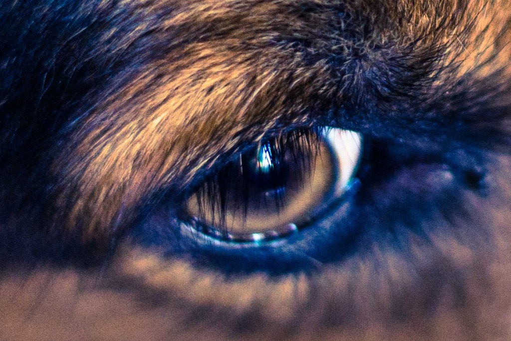 Portfólio Fotográfico